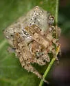 Araneus montereyensis - photo 3