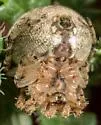 Araneus montereyensis - photo 4
