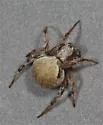 Araneus montereyensis - photo 5