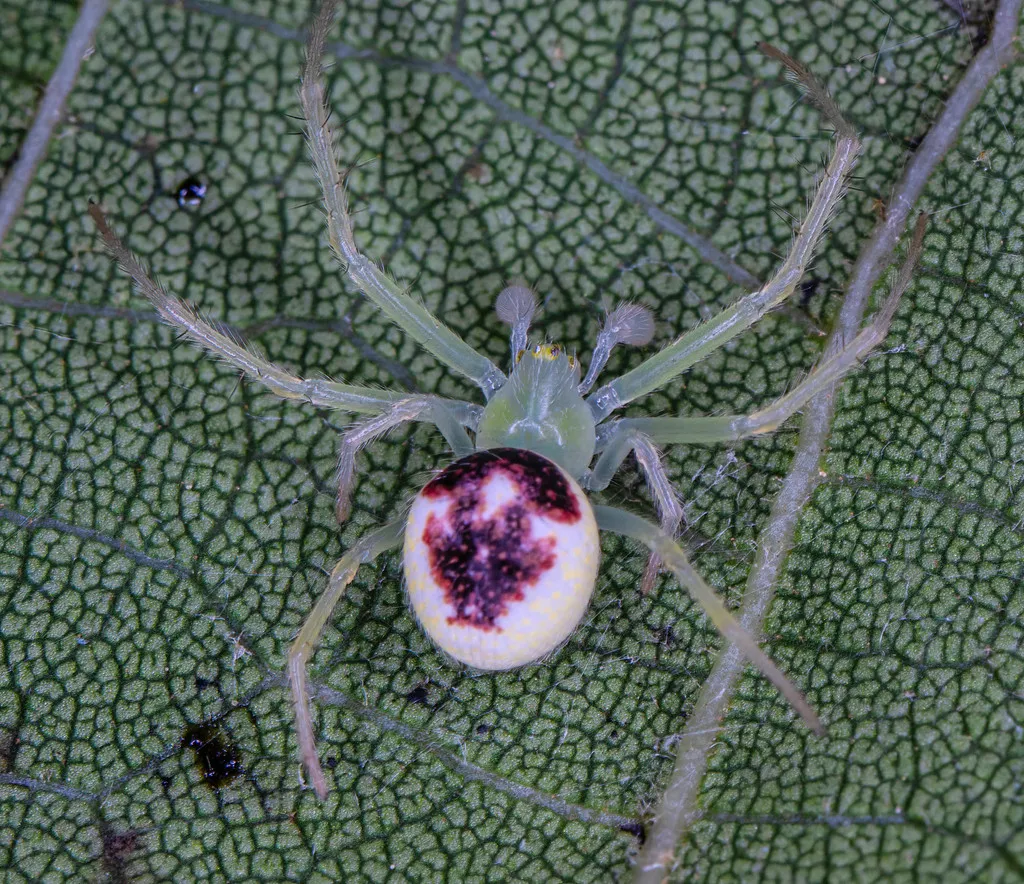 Araneus niveus - photo 2