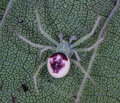 Araneus niveus - photo 3