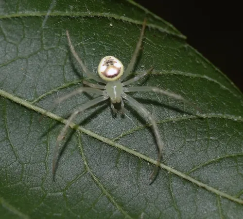 Araneus niveus - photo 4