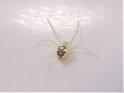 Araneus niveus - photo 5