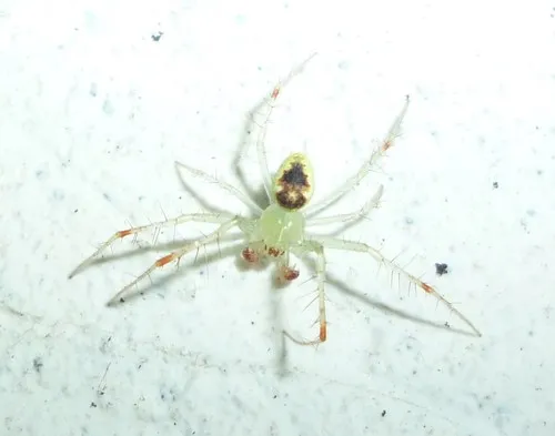 Araneus niveus - photo 6