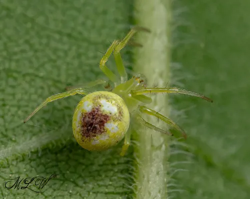 Araneus niveus - photo 7