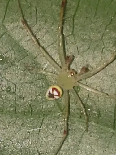 Araneus niveus - photo 8