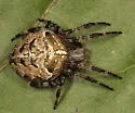 Araneus nordmanni