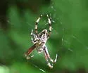 Araneus nordmanni - photo 2