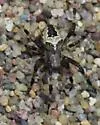 Araneus nordmanni - photo 3