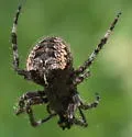 Araneus nordmanni - photo 4