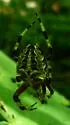 Araneus nordmanni - photo 5