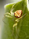 Araneus partitus - photo 2