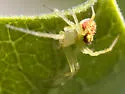 Araneus partitus - photo 3