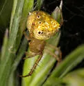 Araneus partitus - photo 4