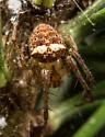 Araneus partitus - photo 5