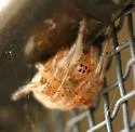 Araneus pegnia