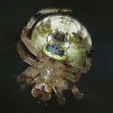 Araneus pegnia - photo 2