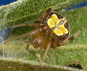 Araneus pegnia - photo 3