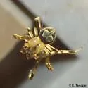 Araneus pegnia - photo 4
