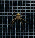 Araneus pegnia - photo 5