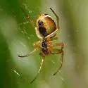 Araneus pratensis - photo 2