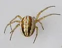 Araneus pratensis - photo 3