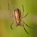 Araneus pratensis - photo 4