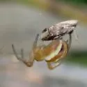 Araneus pratensis - photo 5