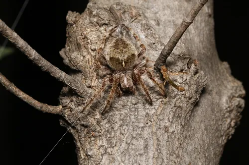 Fierce Orbweaver - photo 2