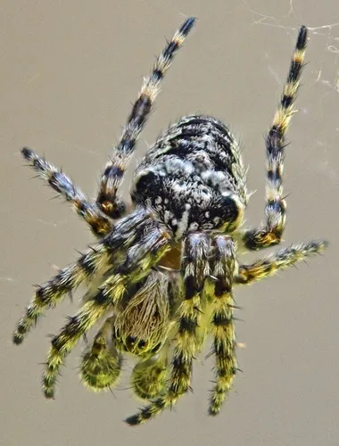 Fierce Orbweaver - photo 3
