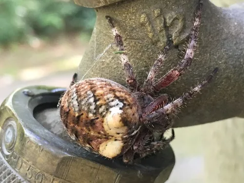 Fierce Orbweaver - photo 4