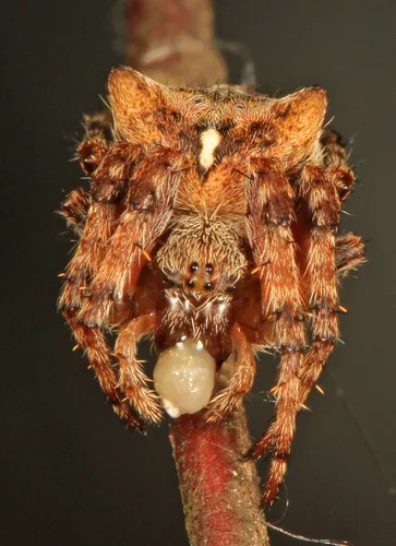 Fierce Orbweaver - photo 5