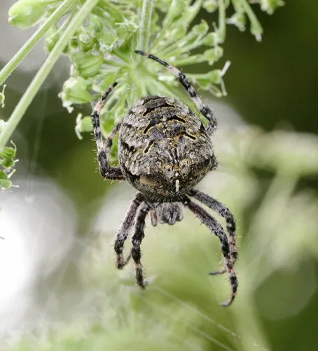 Fierce Orbweaver - photo 6