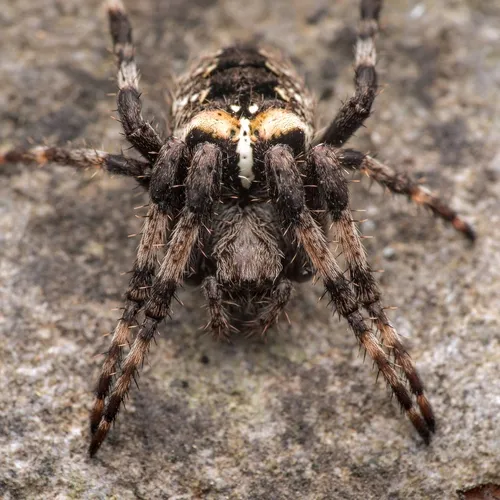Fierce Orbweaver - photo 7