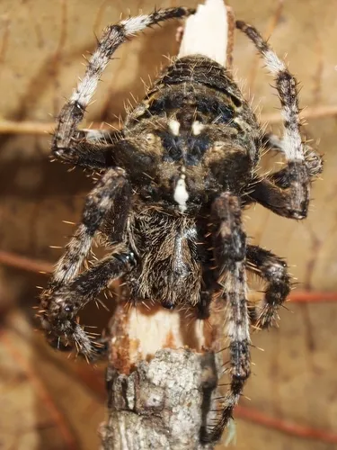 Fierce Orbweaver - photo 8