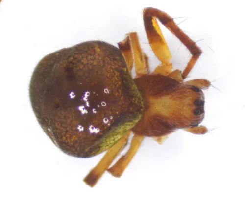 Araneus sturmi - Araneus sturmi