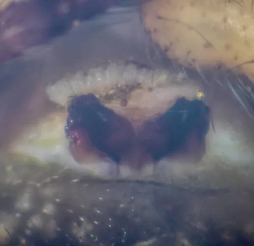 Araneus sturmi - photo 2