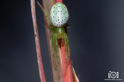 Araneus tuscarora - photo 3