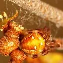 Araneus yukon - Araneus yukon