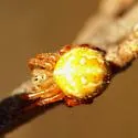 Araneus yukon - photo 2