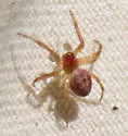 Sixspotted Orbweaver