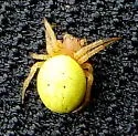 Sixspotted Orbweaver - photo 2