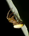 Sixspotted Orbweaver - photo 3