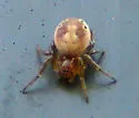 Sixspotted Orbweaver - photo 4