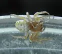 Sixspotted Orbweaver - photo 5