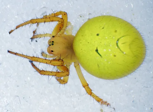 Araniella inconspicua - Araniella inconspicua