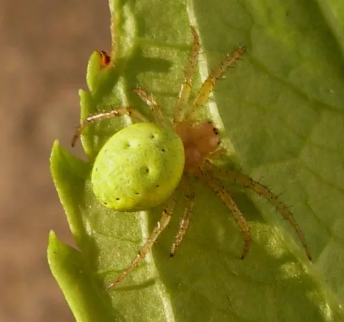 Araniella opisthographa - Araniella opisthographa