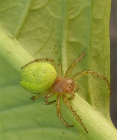 Araniella opisthographa - photo 2