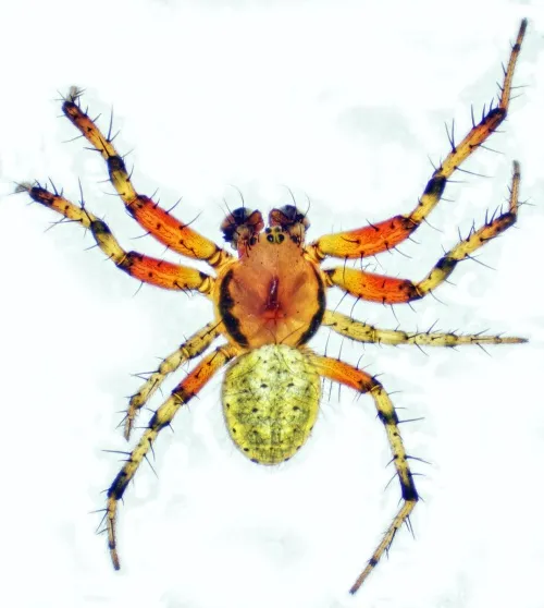 Araniella opisthographa - photo 3
