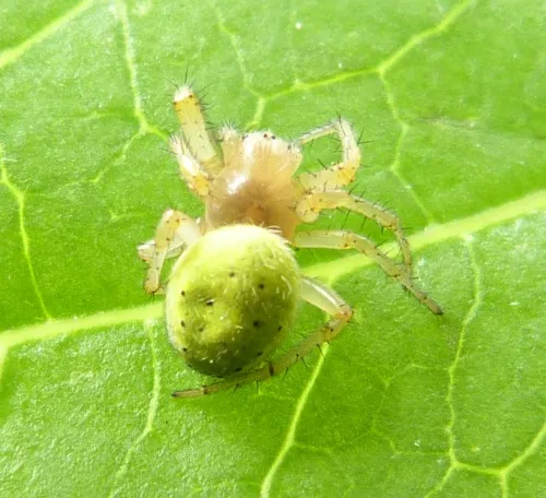 Araniella opisthographa - photo 4